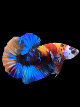 Load image into Gallery viewer, Male Halfmoon Plakat - Multicolor #1675 - Live Betta Fish
