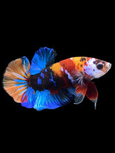 Load image into Gallery viewer, Male Halfmoon Plakat - Multicolor #1675 - Live Betta Fish
