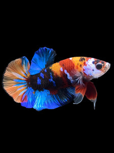 Male Halfmoon Plakat - Multicolor #1675 - Live Betta Fish