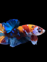 Load image into Gallery viewer, Male Halfmoon Plakat - Multicolor #1675 - Live Betta Fish
