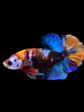 Load image into Gallery viewer, Male Halfmoon Plakat - Multicolor #1675 - Live Betta Fish
