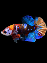 Load image into Gallery viewer, Male Halfmoon Plakat - Multicolor #1675 - Live Betta Fish
