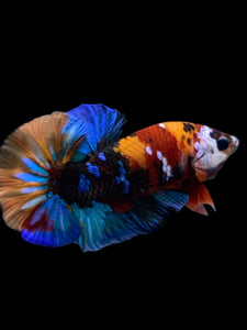 Male Halfmoon Plakat - Multicolor #1675 - Live Betta Fish