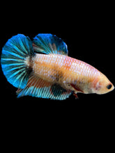 Load image into Gallery viewer, GIANT Female Halfmoon Plakat - Candy #1676 Live Betta Fish
