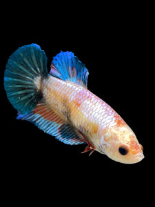 GIANT Female Halfmoon Plakat - Candy #1676 Live Betta Fish