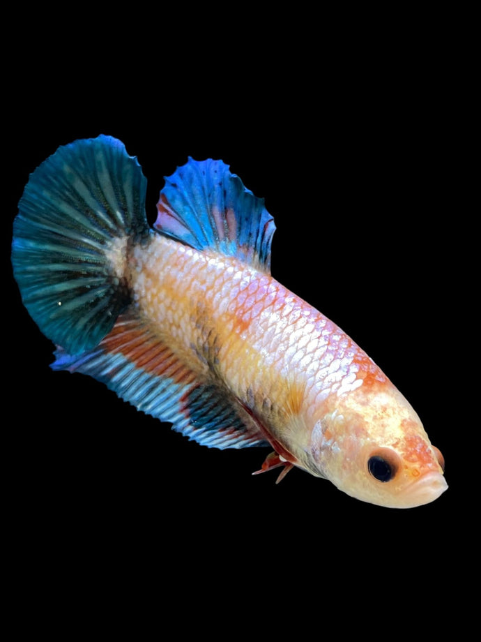 GIANT Female Halfmoon Plakat - Candy #1676 Live Betta Fish