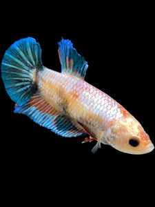 GIANT Female Halfmoon Plakat - Candy #1676 Live Betta Fish
