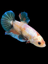 Load image into Gallery viewer, GIANT Female Halfmoon Plakat - Candy #1676 Live Betta Fish
