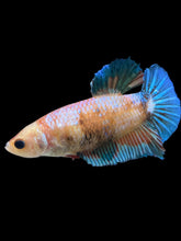 Load image into Gallery viewer, GIANT Female Halfmoon Plakat - Candy #1676 Live Betta Fish
