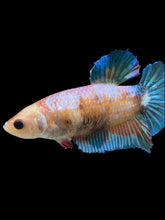 Load image into Gallery viewer, GIANT Female Halfmoon Plakat - Candy #1676 Live Betta Fish

