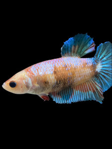 GIANT Female Halfmoon Plakat - Candy #1676 Live Betta Fish
