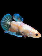 Load image into Gallery viewer, GIANT Female Halfmoon Plakat - Candy #1676 Live Betta Fish
