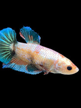 Load image into Gallery viewer, GIANT Female Halfmoon Plakat - Candy #1676 Live Betta Fish
