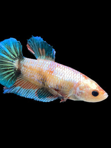 GIANT Female Halfmoon Plakat - Candy #1676 Live Betta Fish