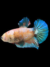 Load image into Gallery viewer, GIANT Female Halfmoon Plakat - Candy #1676 Live Betta Fish
