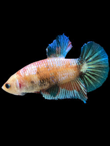 GIANT Female Halfmoon Plakat - Candy #1676 Live Betta Fish