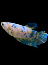 Load image into Gallery viewer, GIANT Female Halfmoon Plakat - Candy #1677 Live Betta Fish
