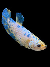 Load image into Gallery viewer, GIANT Female Halfmoon Plakat - Candy #1677 Live Betta Fish
