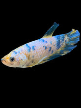 Load image into Gallery viewer, GIANT Female Halfmoon Plakat - Candy #1677 Live Betta Fish
