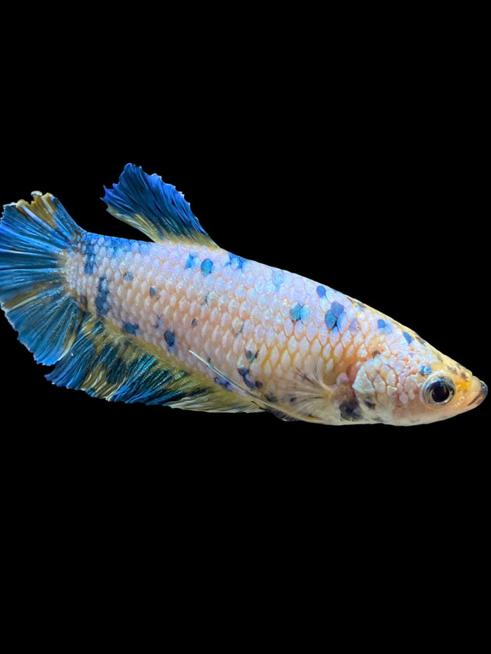 GIANT Female Halfmoon Plakat - Candy #1677 Live Betta Fish