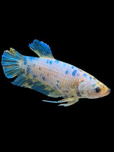Load image into Gallery viewer, GIANT Female Halfmoon Plakat - Candy #1677 Live Betta Fish
