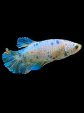 Load image into Gallery viewer, GIANT Female Halfmoon Plakat - Candy #1677 Live Betta Fish
