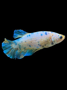 GIANT Female Halfmoon Plakat - Candy #1677 Live Betta Fish