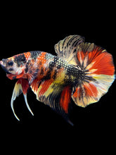 Load image into Gallery viewer, Male Halfmoon Plakat - Nemo Copper #1678 - Live Betta Fish
