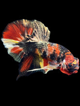 Load image into Gallery viewer, Male Halfmoon Plakat - Nemo Copper #1678 - Live Betta Fish
