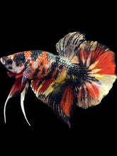 Load image into Gallery viewer, Male Halfmoon Plakat - Nemo Copper #1678 - Live Betta Fish
