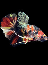 Load image into Gallery viewer, Male Halfmoon Plakat - Nemo Copper #1678 - Live Betta Fish
