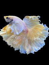 Load image into Gallery viewer, Male Rosetail - Dumbo #1680 - Live Betta Fish
