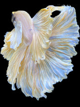 Load image into Gallery viewer, Male Rosetail - Dumbo #1680 - Live Betta Fish
