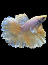 Load image into Gallery viewer, Male Rosetail - Dumbo #1680 - Live Betta Fish
