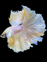 Load image into Gallery viewer, Male Rosetail - Dumbo #1680 - Live Betta Fish
