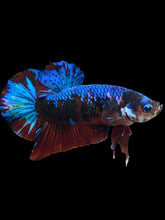 Load image into Gallery viewer, GIANT Male Halfmoon Plakat - Blue Galaxy #1682 - Live Betta Fish
