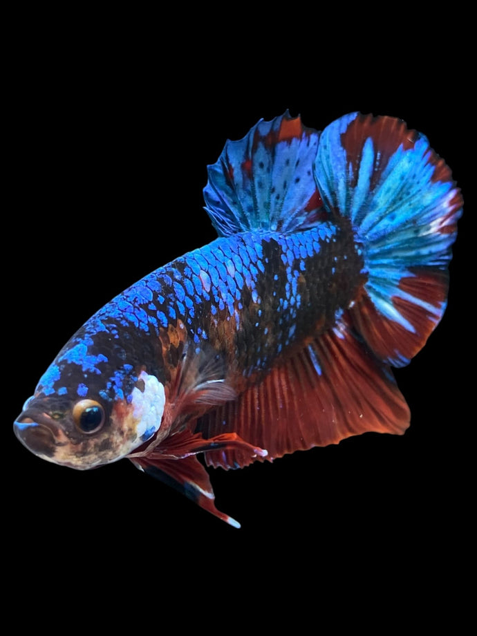 GIANT Male Halfmoon Plakat - Blue Galaxy #1682 - Live Betta Fish
