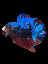 Load image into Gallery viewer, GIANT Male Halfmoon Plakat - Blue Galaxy #1682 - Live Betta Fish
