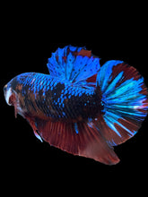 Load image into Gallery viewer, GIANT Male Halfmoon Plakat - Blue Galaxy #1682 - Live Betta Fish
