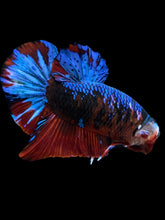 Load image into Gallery viewer, GIANT Male Halfmoon Plakat - Blue Galaxy #1682 - Live Betta Fish
