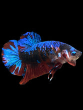 Load image into Gallery viewer, GIANT Male Halfmoon Plakat - Blue Galaxy #1682 - Live Betta Fish
