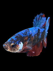 GIANT Male Halfmoon Plakat - Blue Galaxy #1682 - Live Betta Fish