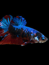 Load image into Gallery viewer, GIANT Male Halfmoon Plakat - Blue Galaxy #1682 - Live Betta Fish
