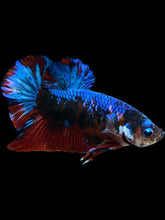 Load image into Gallery viewer, GIANT Male Halfmoon Plakat - Blue Galaxy #1682 - Live Betta Fish
