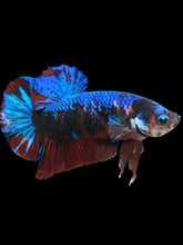 Load image into Gallery viewer, GIANT Male Halfmoon Plakat - Blue Galaxy #1682 - Live Betta Fish
