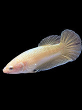 Load image into Gallery viewer, Female Halfmoon Plakat - Super Gold #1683 - Live Betta Fish
