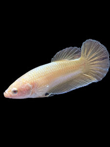Female Halfmoon Plakat - Super Gold #1683 - Live Betta Fish