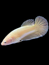 Load image into Gallery viewer, Female Halfmoon Plakat - Super Gold #1683 - Live Betta Fish
