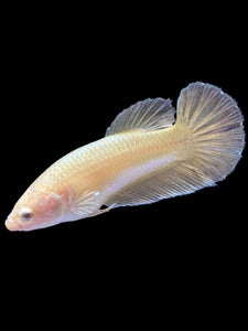 Female Halfmoon Plakat - Super Gold #1683 - Live Betta Fish