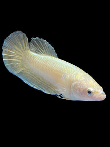 Female Halfmoon Plakat - Super Gold #1683 - Live Betta Fish